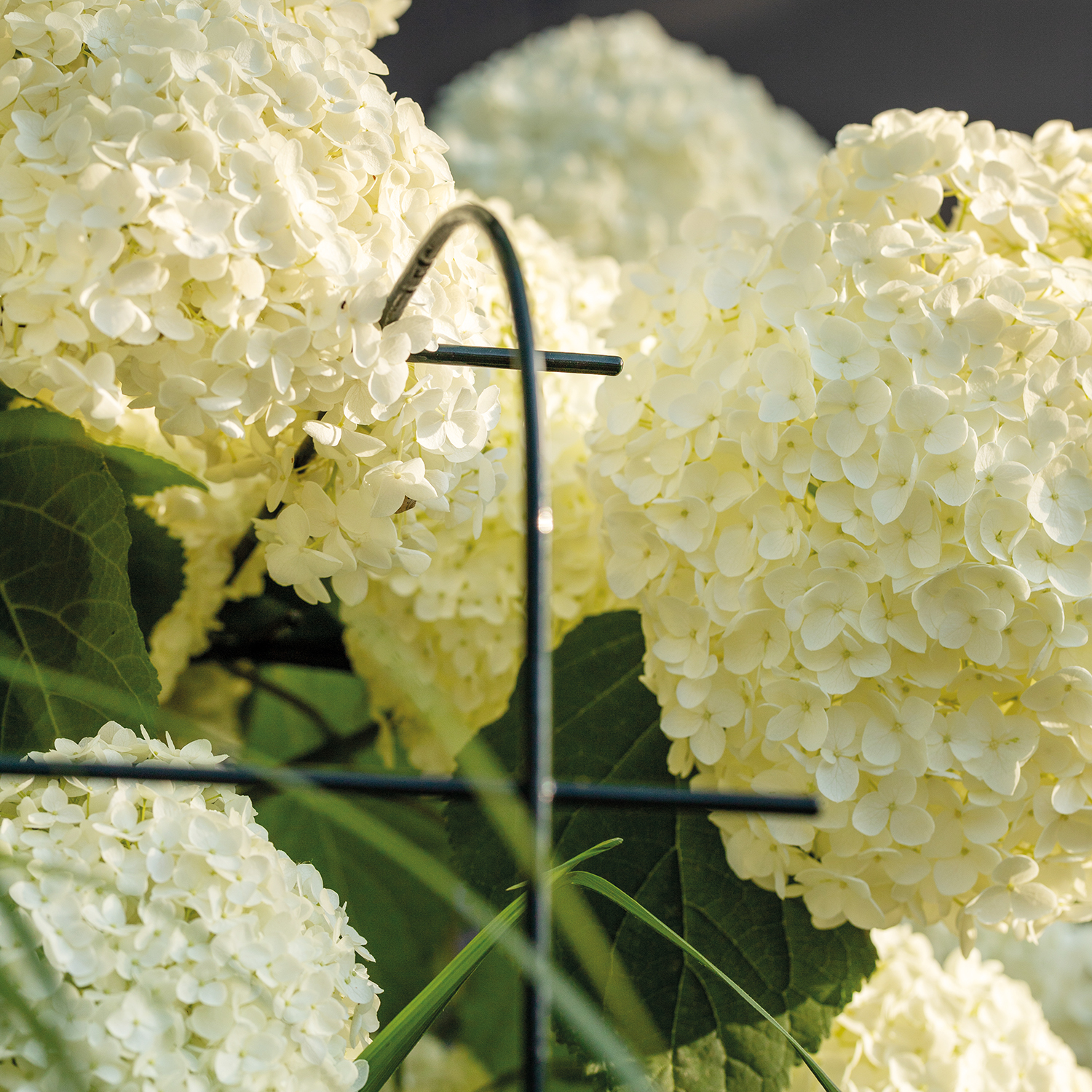Annabelle hydrangea support 75 (set of 2)